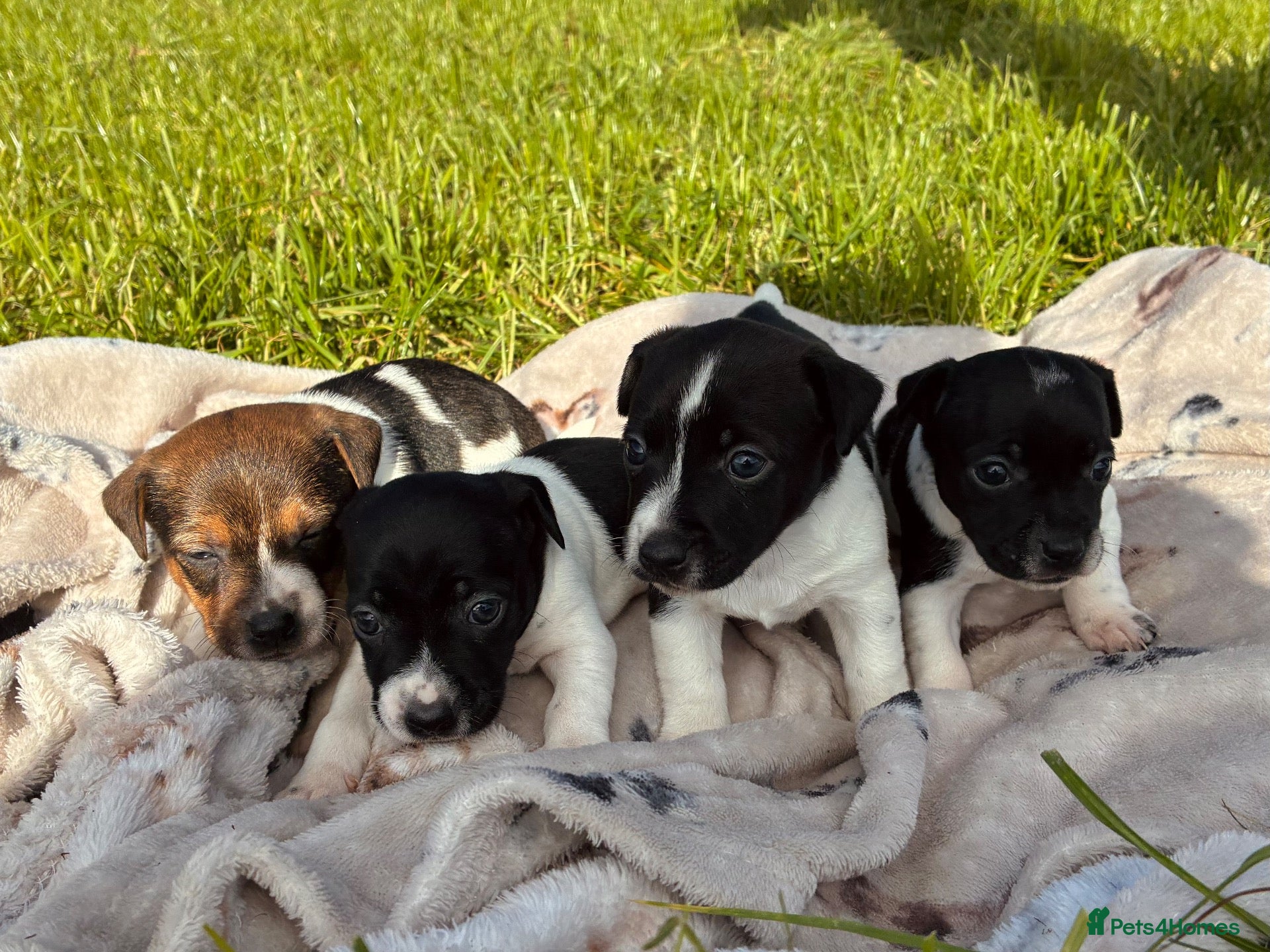 Jack Russell dogs MINI JACK RUSSELS GENUINE PURE LINE BRED - Advert 12