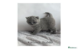 British Shorthair cats for sale: British Shorthair Kittens Lilac, Lilac Cream GCCF  - Image 7