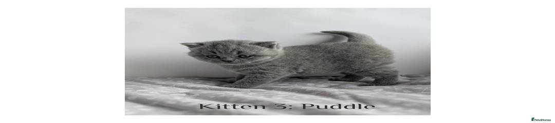 Puddle - reserved