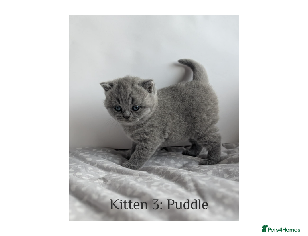 British Shorthair cats for sale: British Shorthair Kittens Lilac, Lilac Cream GCCF  - Image 7