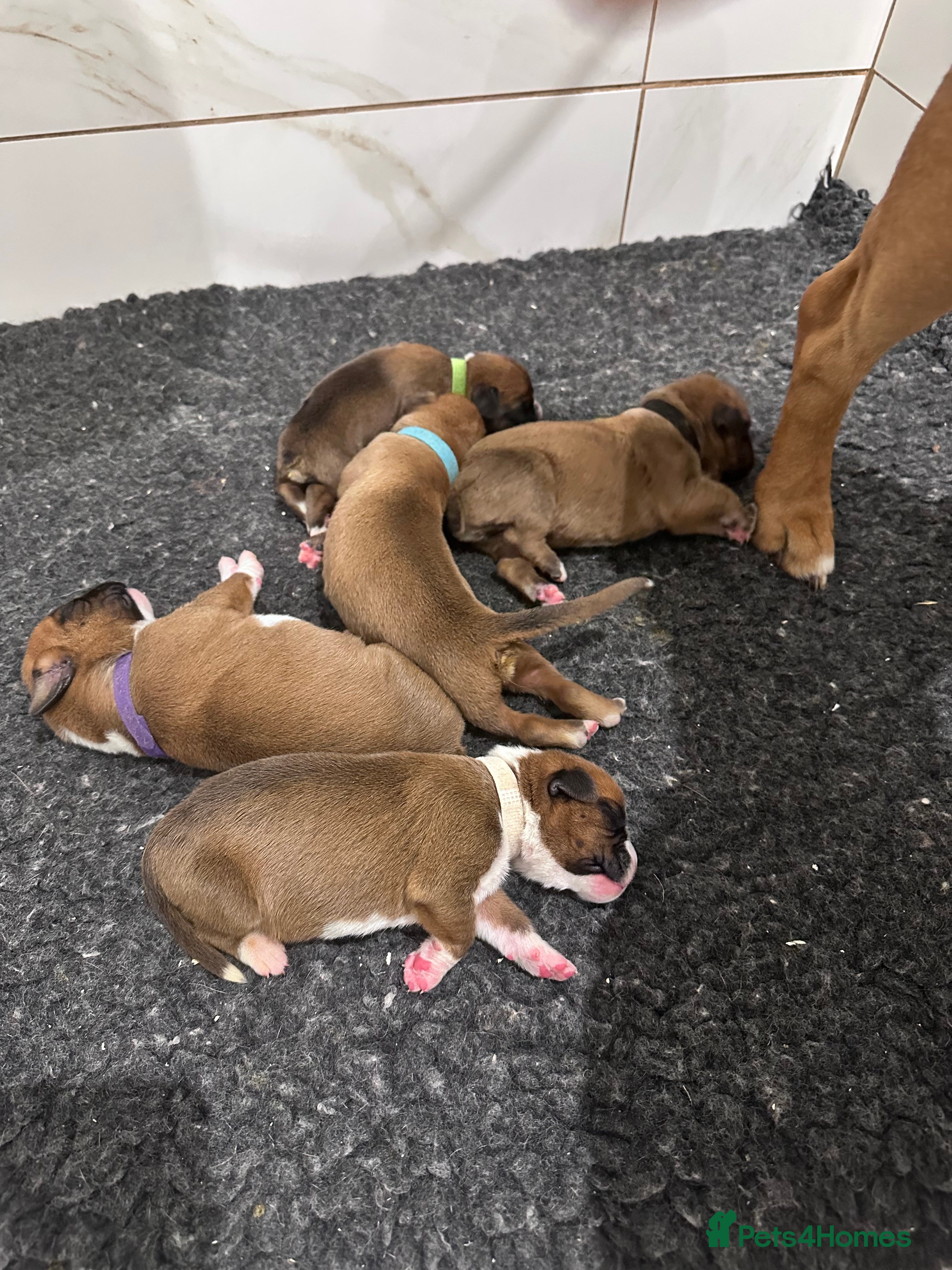 Boxer dogs Stunning Litter of 5 Boxer Puppies 🐶 - Advert 14