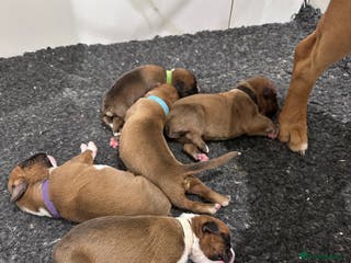 Boxer dogs Stunning Litter of 5 Boxer Puppies 🐶 - Advert 14