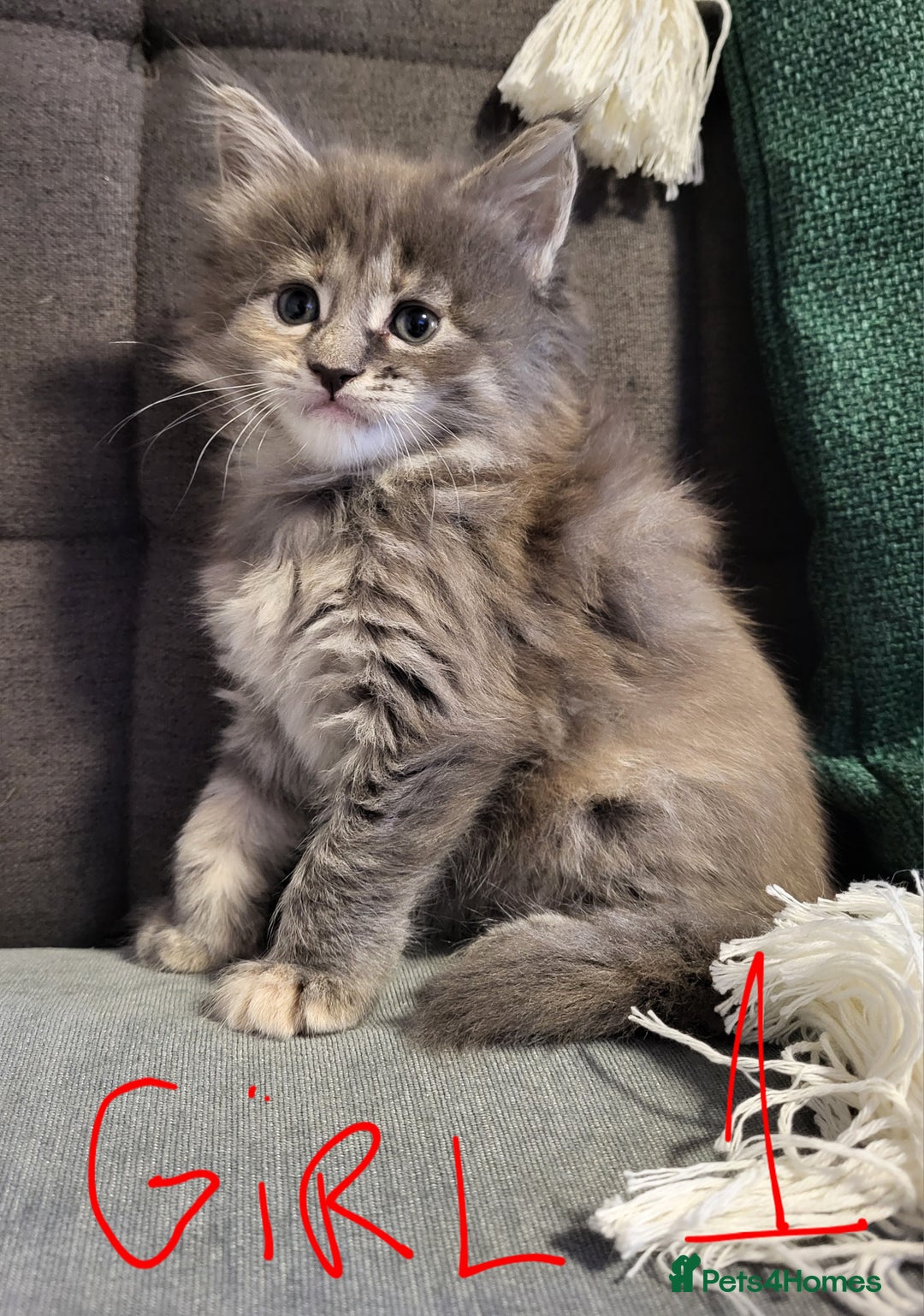 Maine Coon cats for sale: Beautiful Maine coon kitten girls  - Advert 4