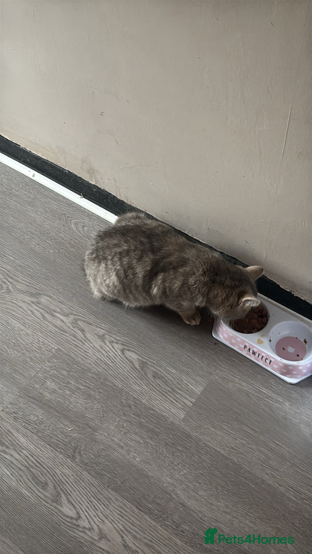 Mixed Breed cats for sale: Cats/kittens available please read description - Image 3