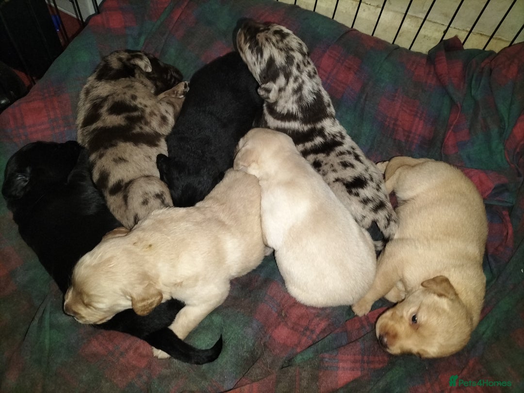 Labradoodle dogs for sale: Beautiful labradoodle puppies for sale  - Advert 2