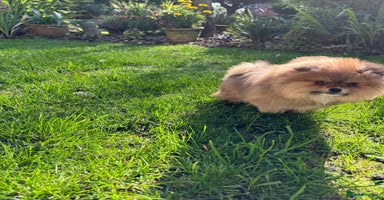 Pomchi dogs - Advert 2