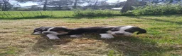 Mixed Breed dogs for sale: Basset x beagle puppies  in Rhayader - Advert 11