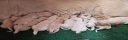 Golden Retriever dogs for sale: Goldens from Therapy Lines. Waiting list full  - Advert 5