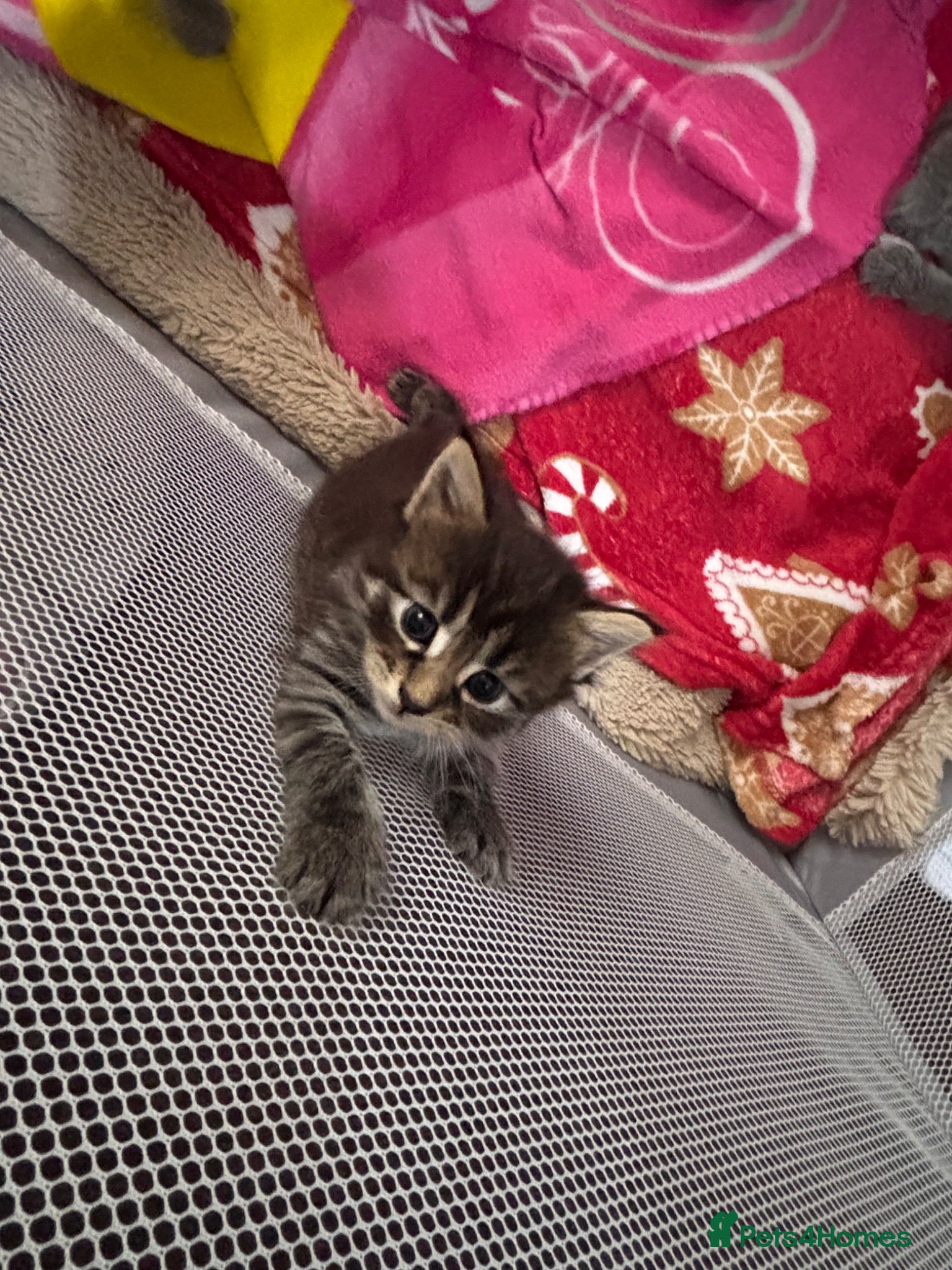 Maine Coon cats Beautiful maincoon x babies - Advert 4