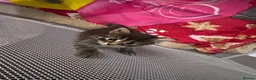 Maine Coon cats for sale: Beautiful maincoon x babies - Advert 1