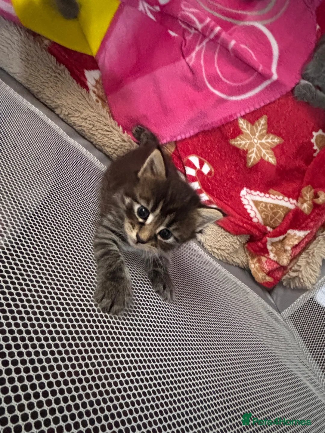Maine Coon cats for sale: Beautiful maincoon x babies - Advert 1