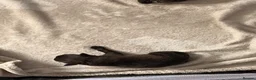 Staffordshire Bull Terrier dogs for sale: Beautiful litter of Staffy pups   - Advert 14