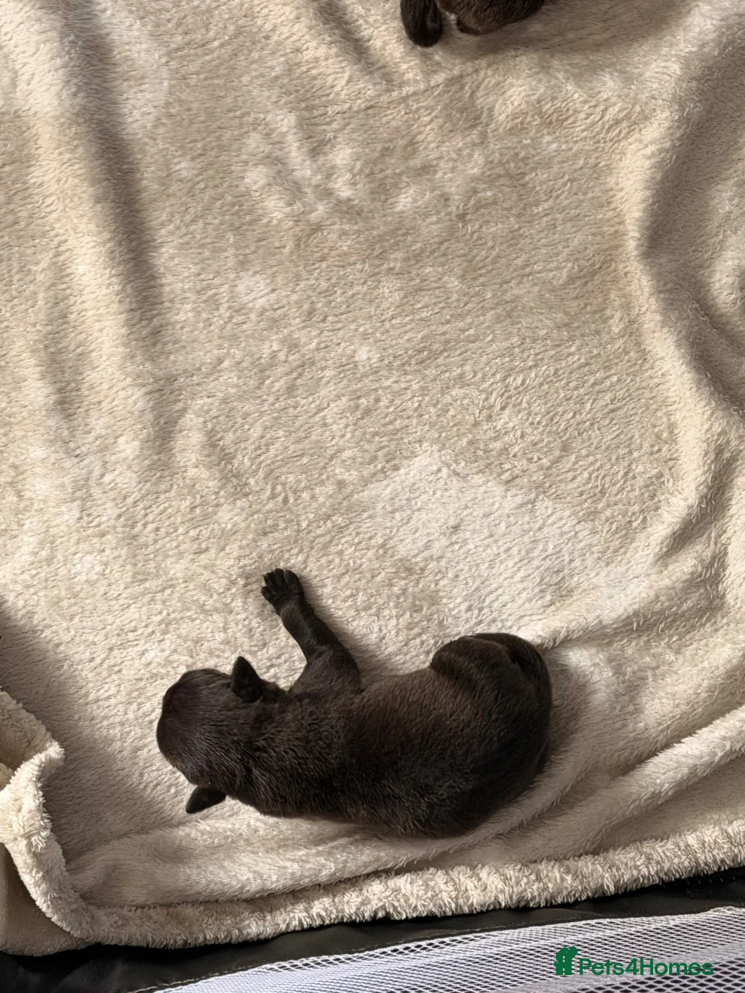 Staffordshire Bull Terrier dogs for sale: Beautiful litter of Staffy pups   - Advert 14