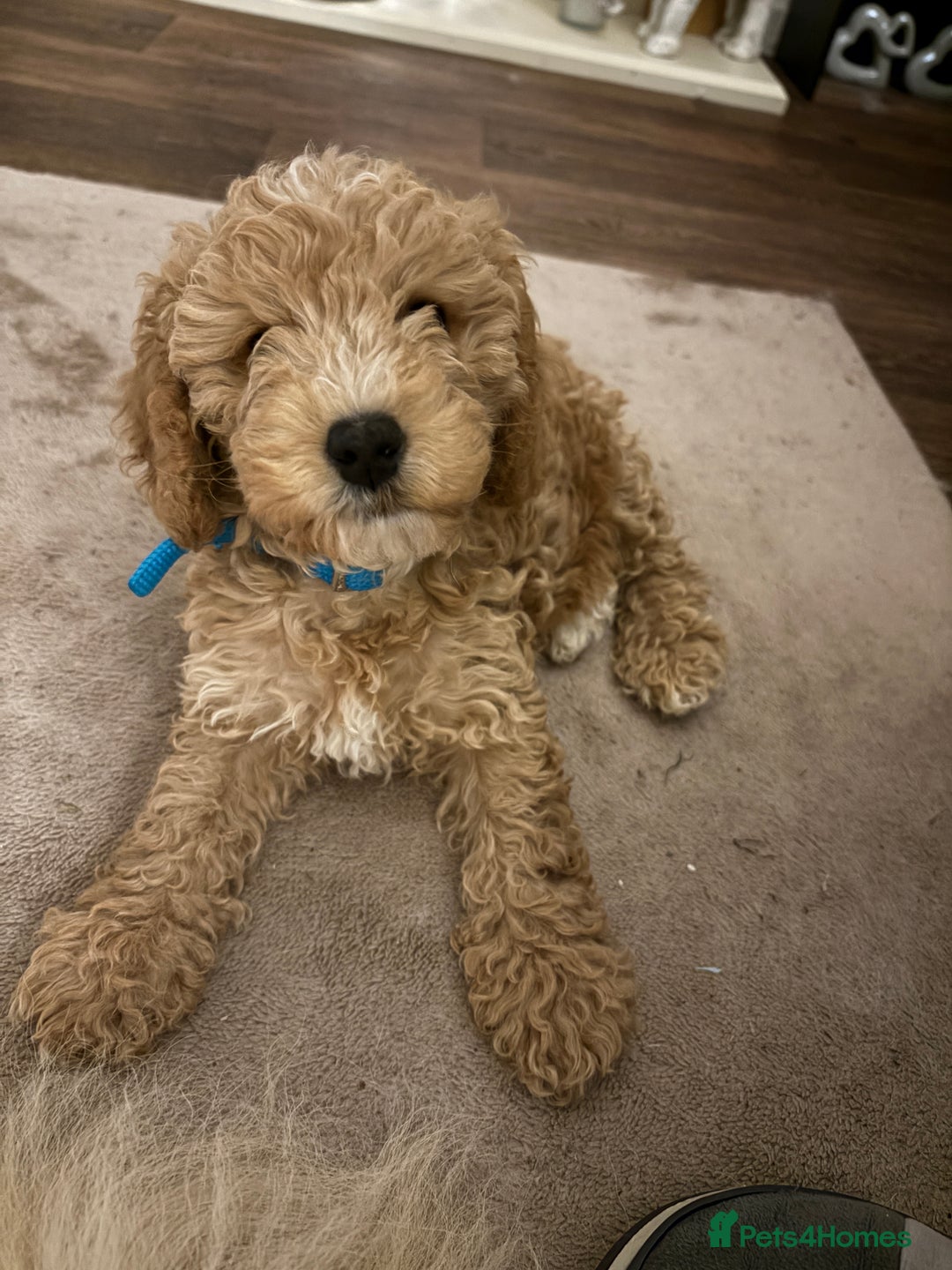 Cockapoo dogs for sale: Rehome - Image 2