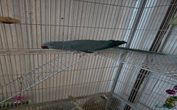 Ringnecks birds for sale: Indian ringneck for sale  - Image 2