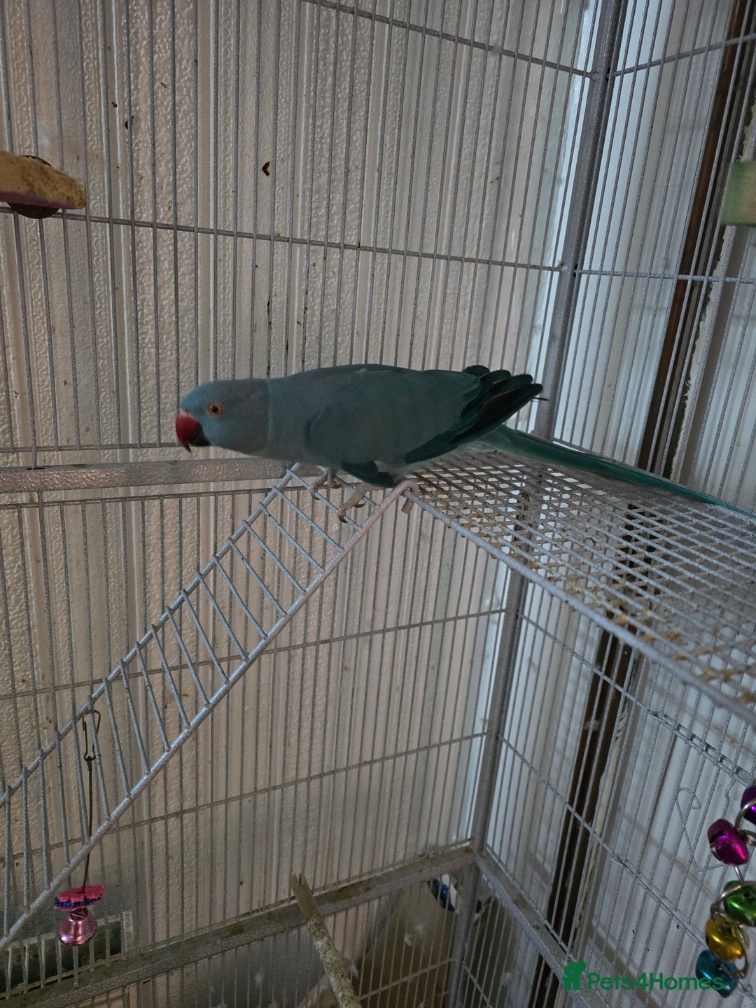 Ringnecks birds for sale: Indian ringneck for sale  - Image 2