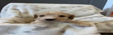 Cockapoo 4