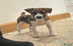 Jack Russell dogs for sale: One 10week old docked pure breed broken coated boy - Image 1