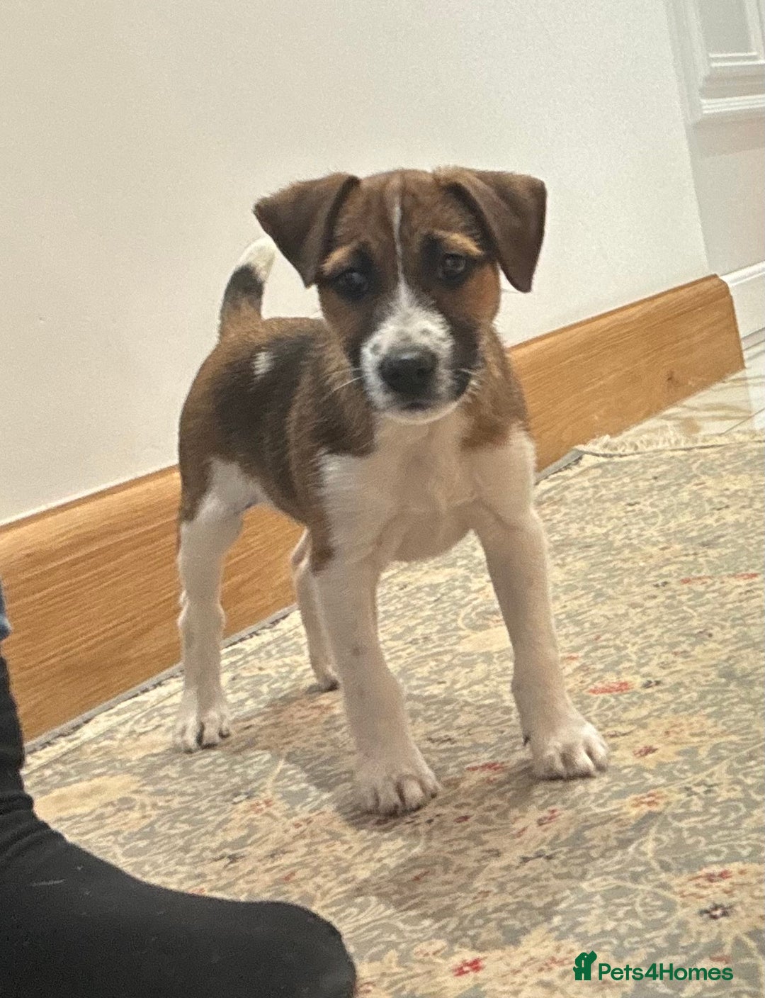 Jack Russell dogs for sale: One 10week old docked pure breed broken coated boy - Image 1