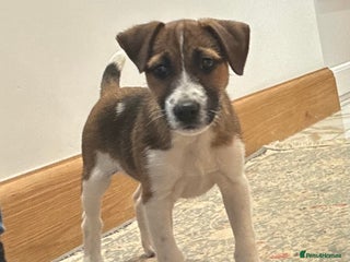 Jack Russell dogs - Advert 8