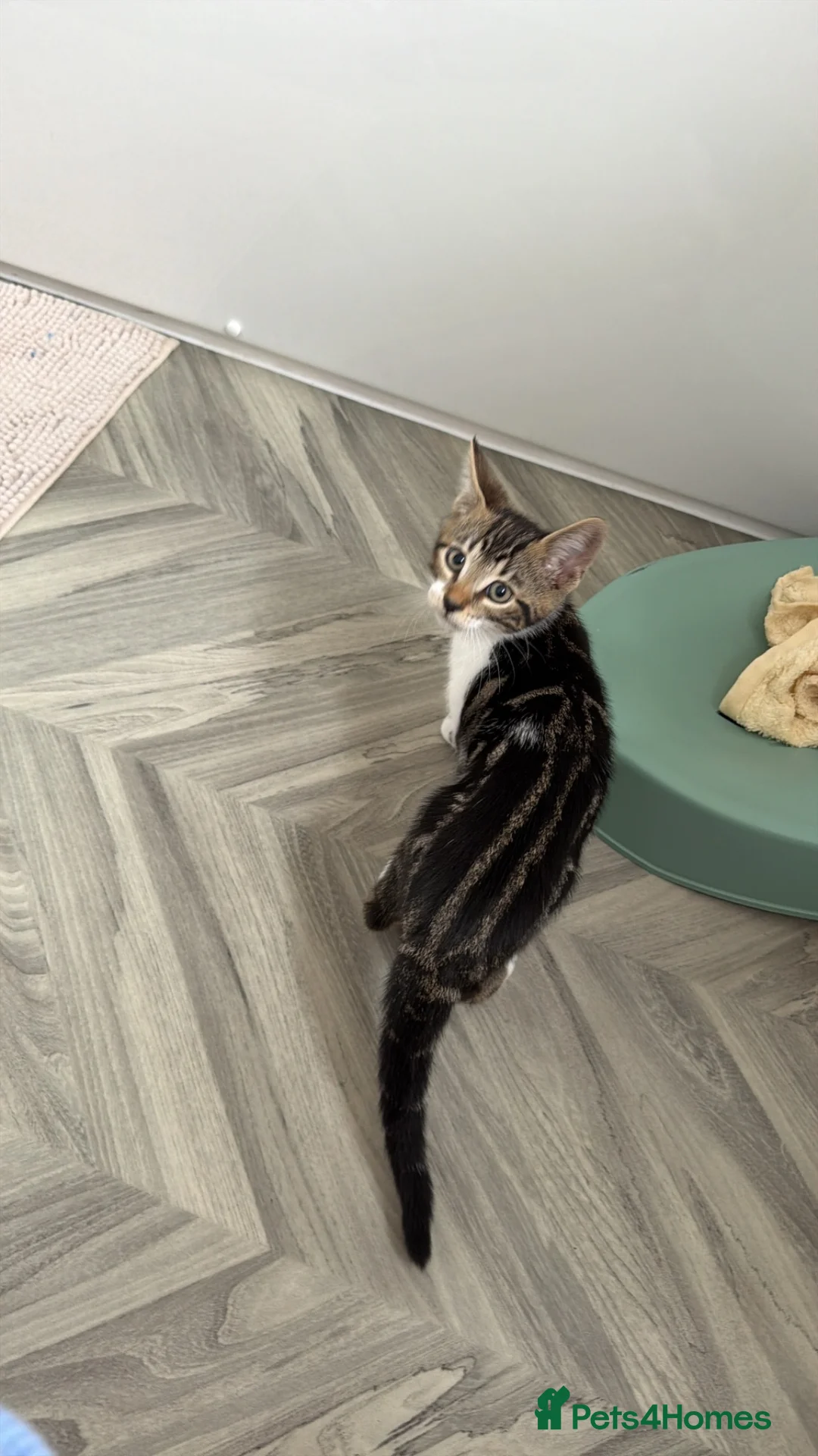 Bengal cats for sale: £150- Half Bengal Male Kitten - Advert 6
