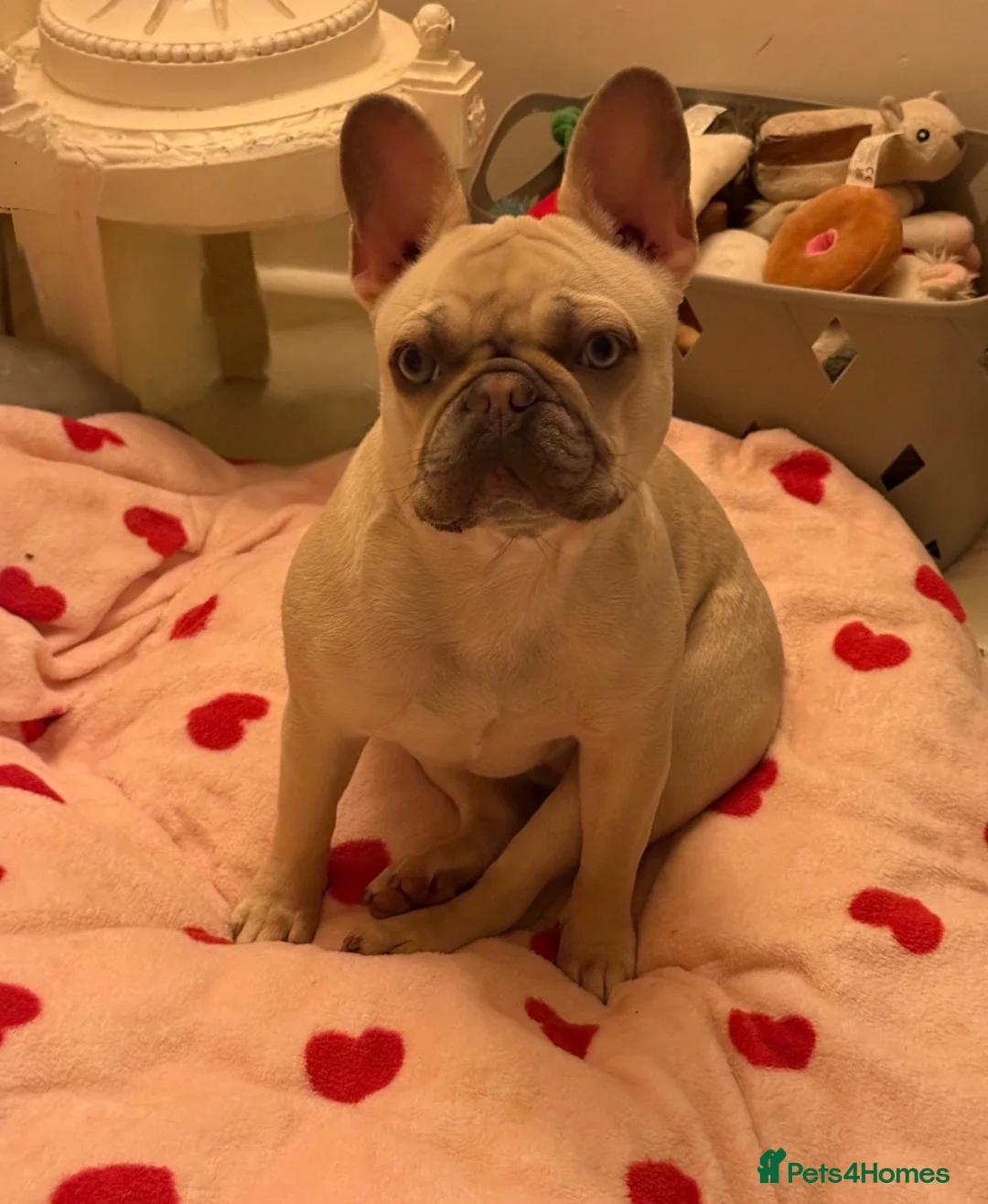 French Bulldog dogs for sale: Dolly french bull dog - Advert 5