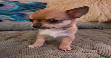 Chihuahua dogs - Advert 5