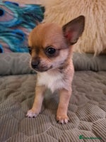 Chihuahua dogs - Advert 13