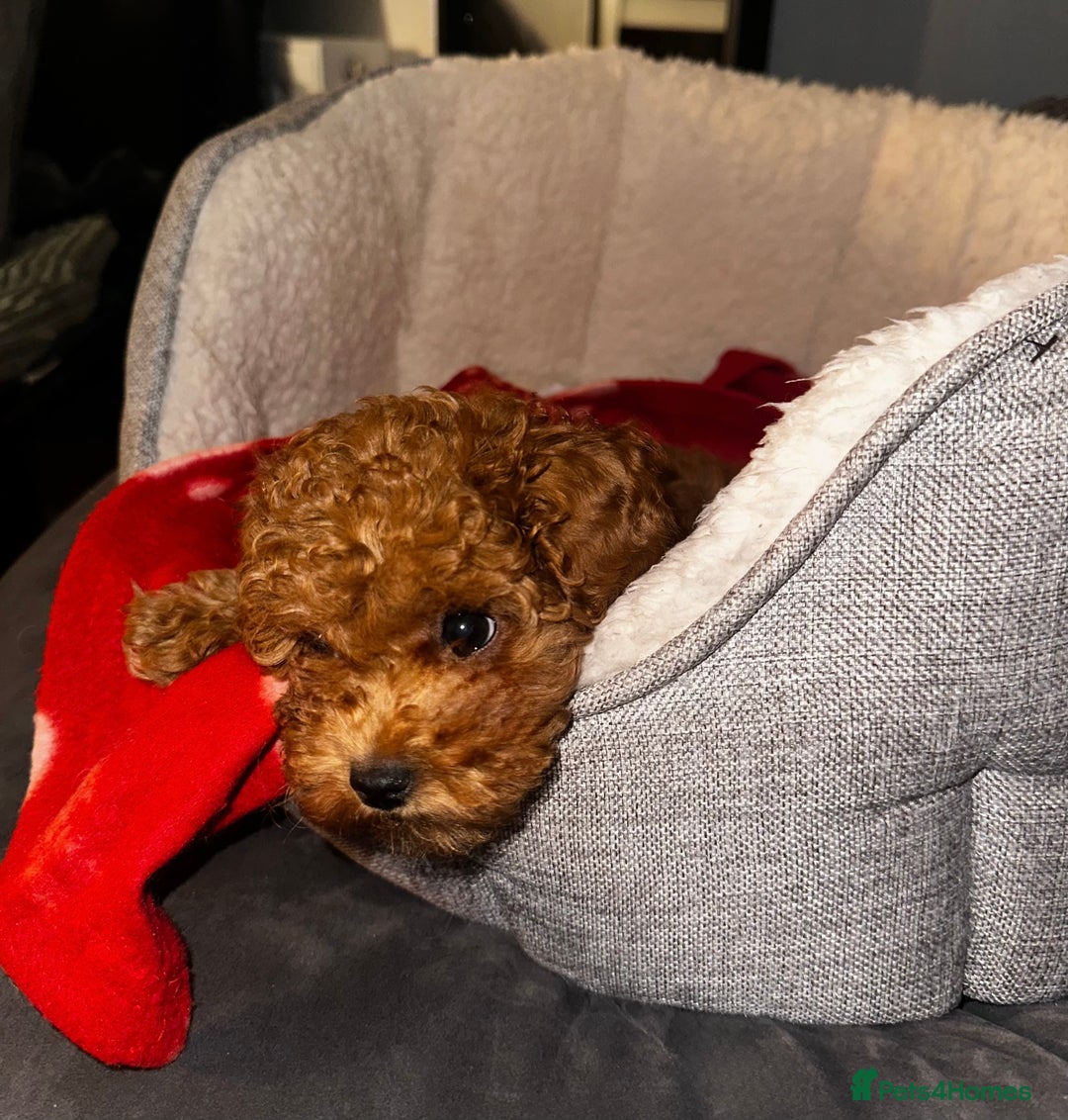 Toy Poodle dogs for sale: ❤️ Tiny Fluffy Red Toy Poodle ❤️ - Advert 7