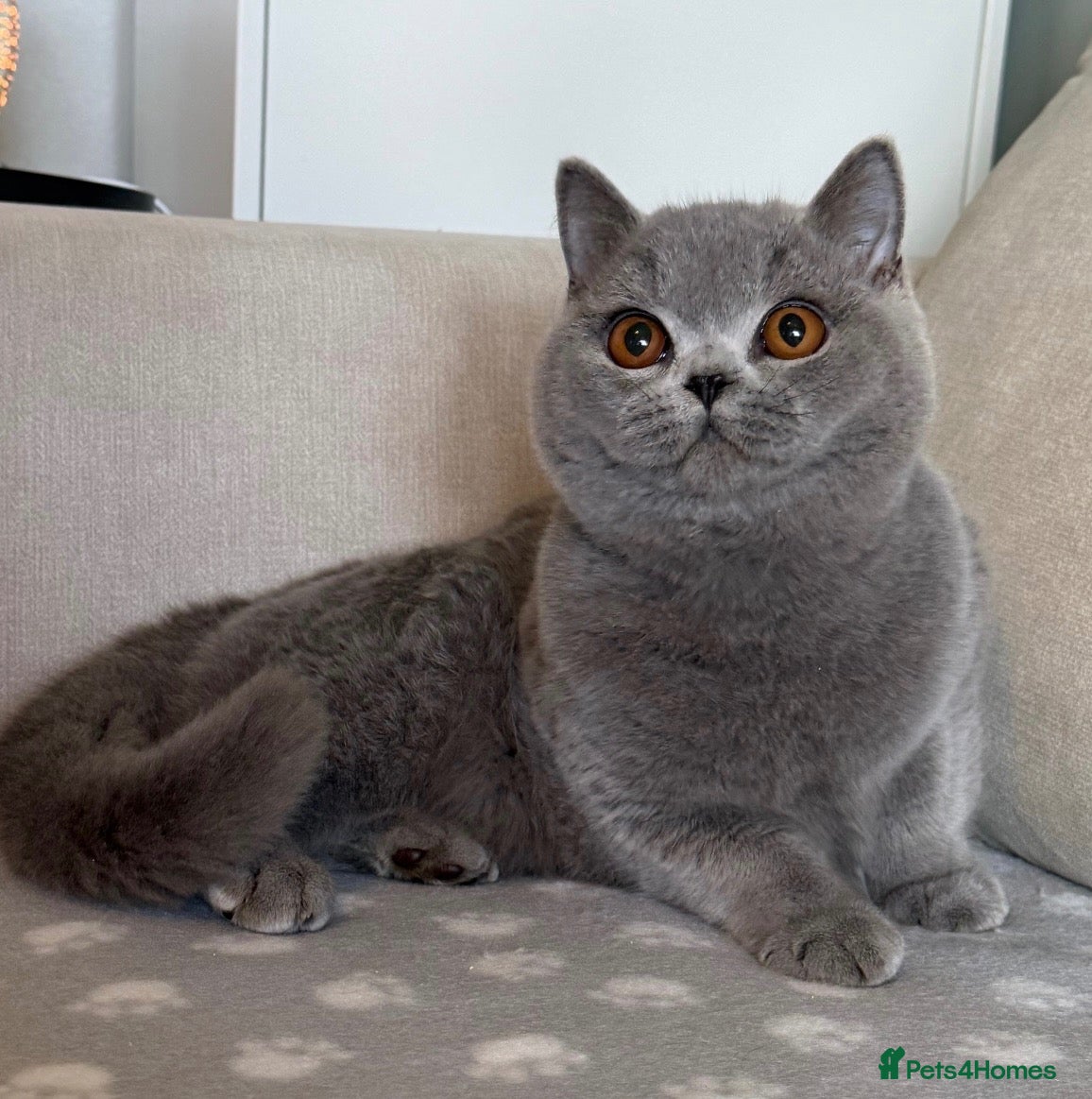 British Shorthair cats Beautiful boy  - Advert 12