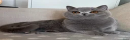 British Shorthair cats for sale: Beautiful boy & girl available  - Advert 2