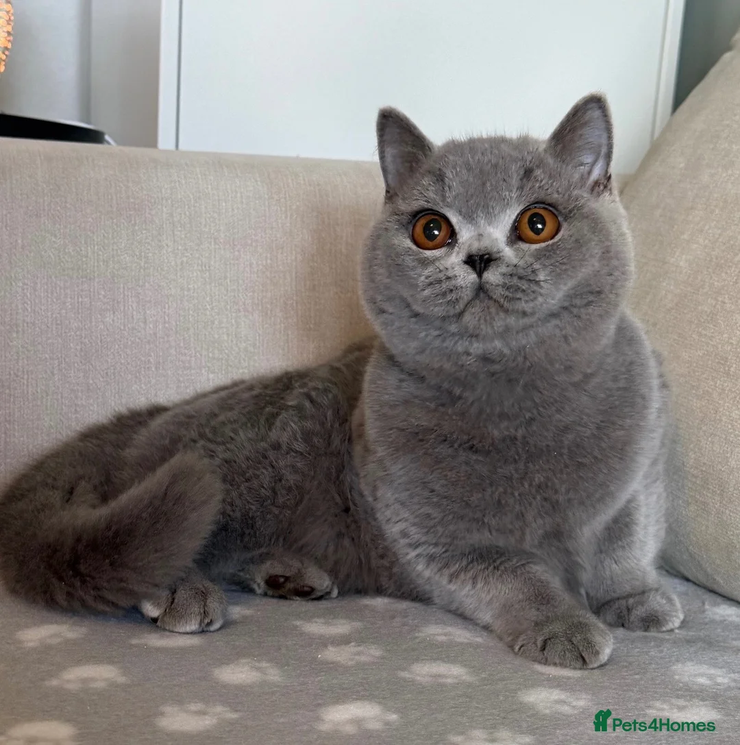 British Shorthair cats for sale: Beautiful boy & girl available  - Advert 2