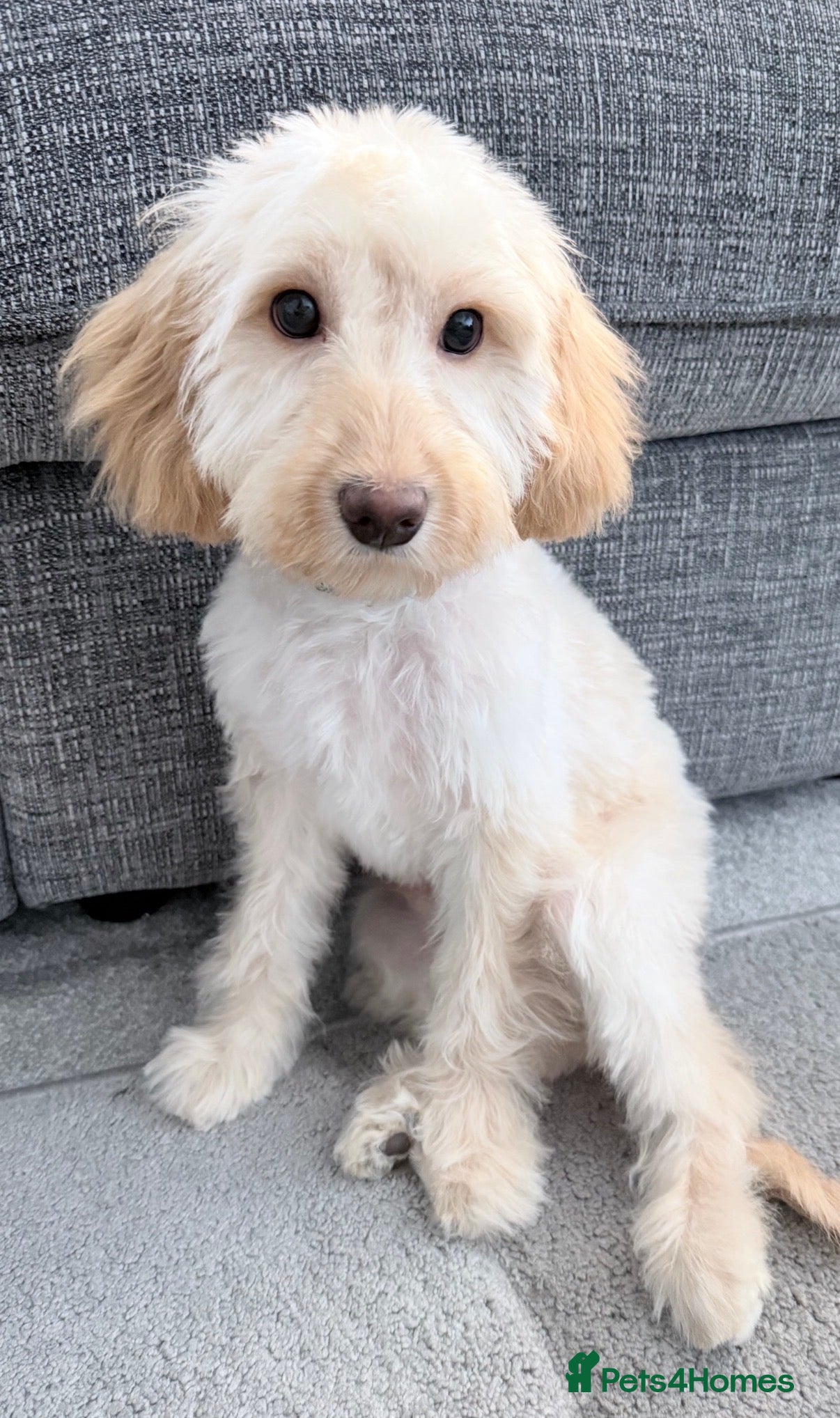 Cockapoo dogs Milo needs a forever home - Advert 1