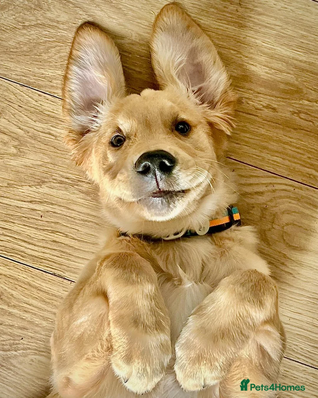 Golden Retriever dogs for stud: Frank is available as Stud dog - Advert 2