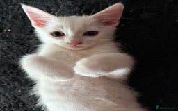 Turkish Angora cats for sale: Turkish Angora last 2 males left  - Image 5