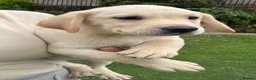 Labrador Retriever dogs for sale: Gorgeous Labrador Puppies Vet Checked, Ready Now  - Advert 13