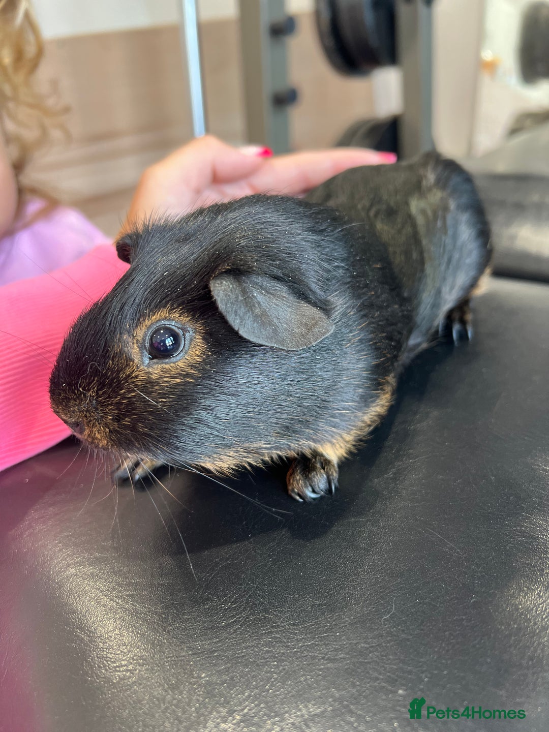 Guinea Pig rodents for sale: chocolate and tan otter coloured guinea pig boars - Image 3
