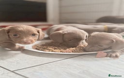 Miniature Dachshund dogs for sale: Stunning Isabella mini reg 5* health cert ready - Image 19