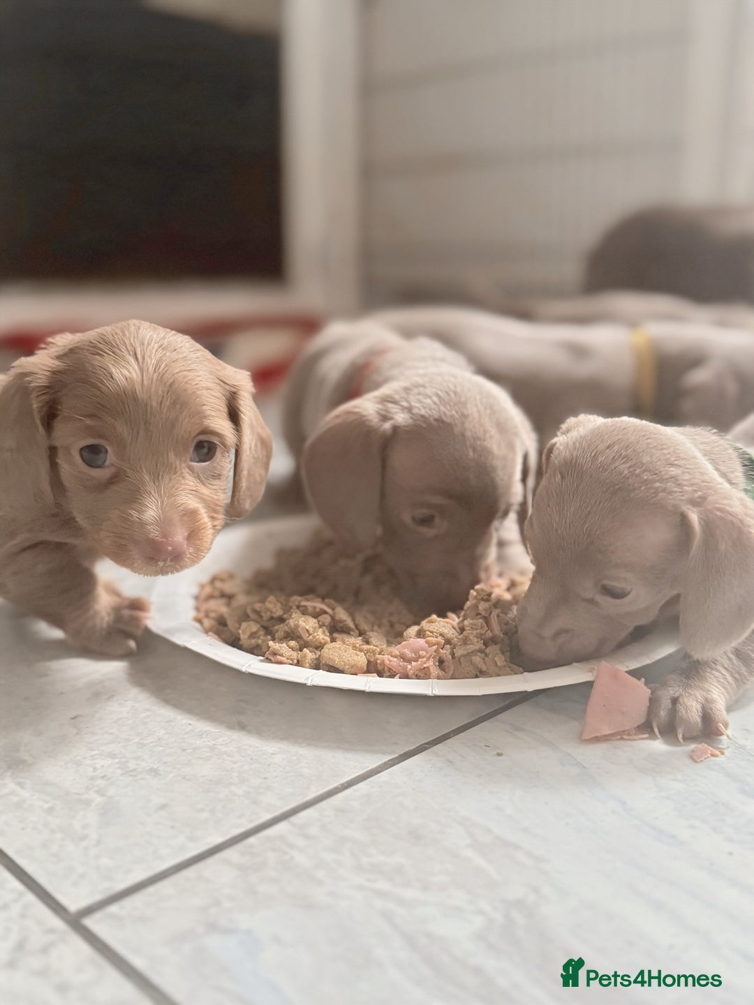 Miniature Dachshund dogs for sale: Stunning Isabella mini reg 5* health cert ready - Image 19