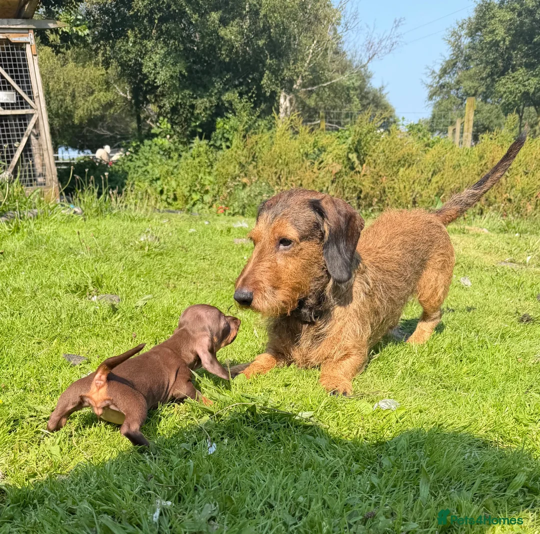 Miniature Dachshund dogs for sale: Miniature Dachshund Puppies - Advert 13
