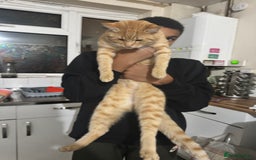 Mixed Breed cats for sale: Cats for adoption - Image 5