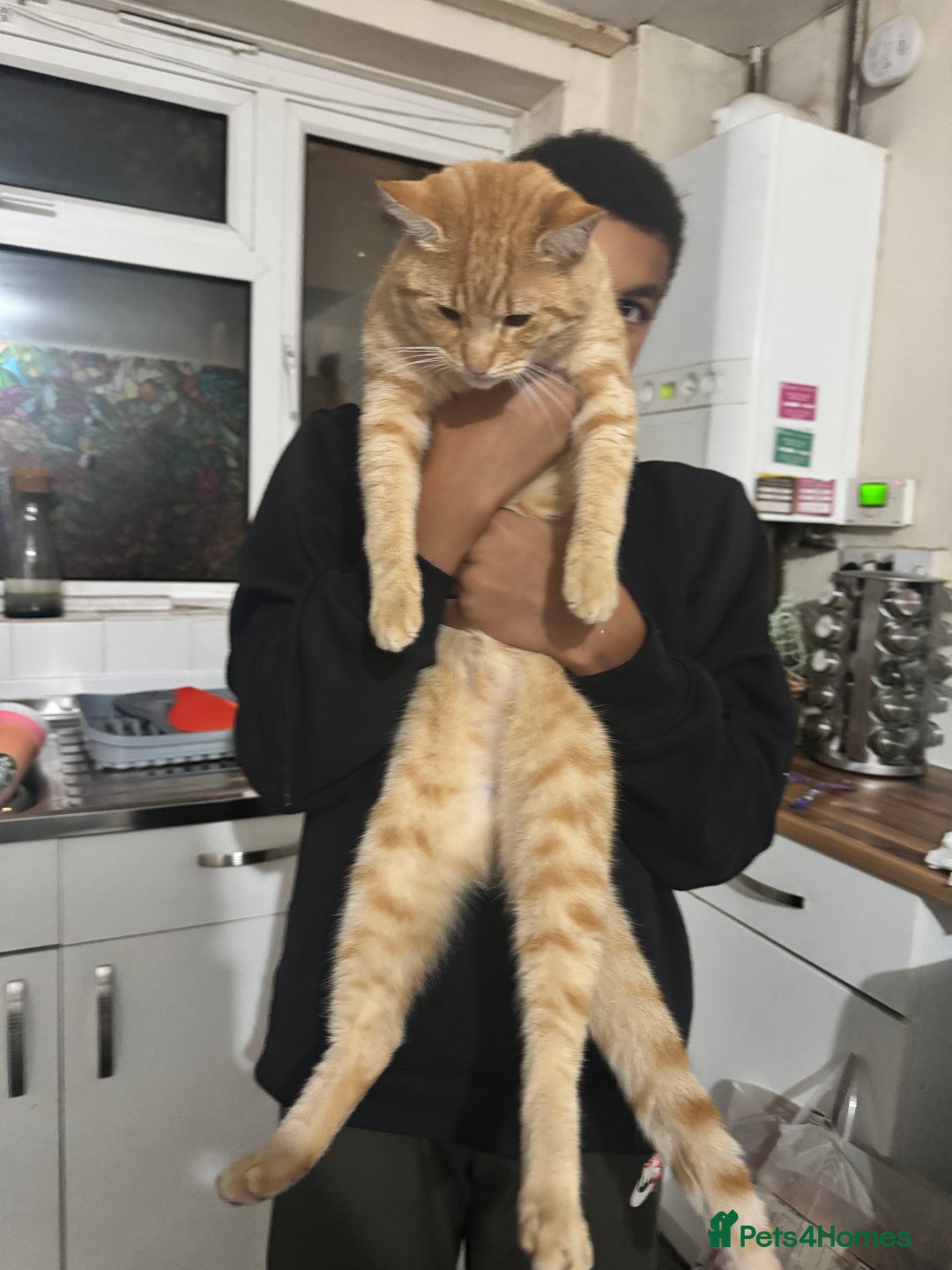 Mixed Breed cats for sale: Cats for adoption - Image 5