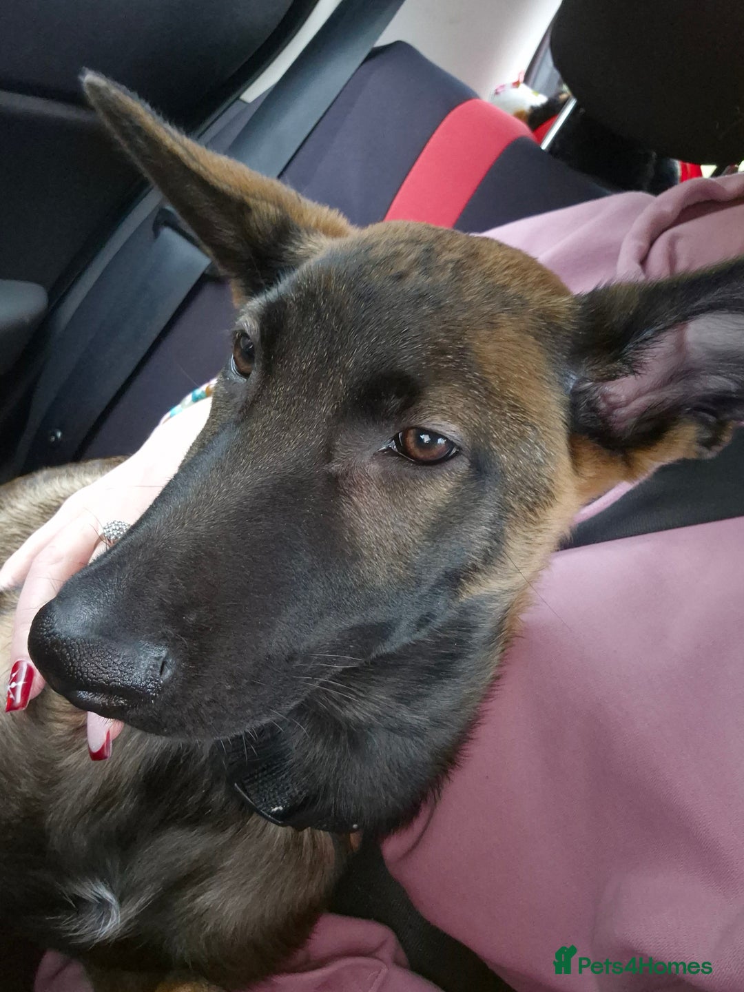 Belgian Shepherd Dog dogs for sale: Malli please read! No young kids  - Advert 1