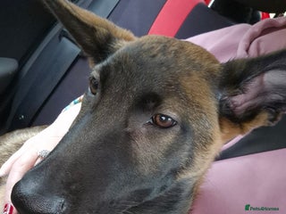 Belgian Shepherd Dog dogs Malli please read! No kids - Advert 3