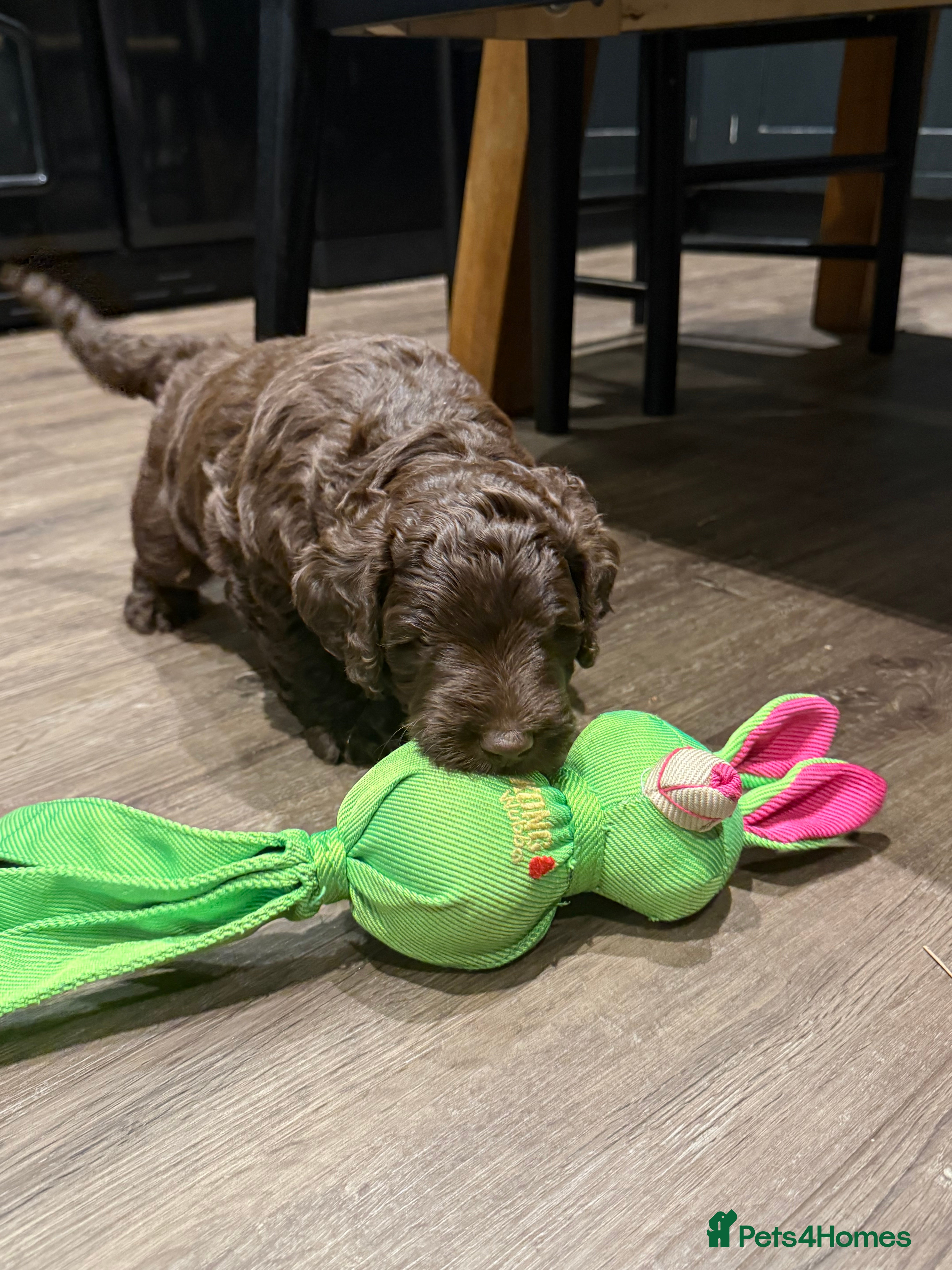 Labradoodle dogs Gorgeous Labradoodle Puppies - 3 left! - Advert 2