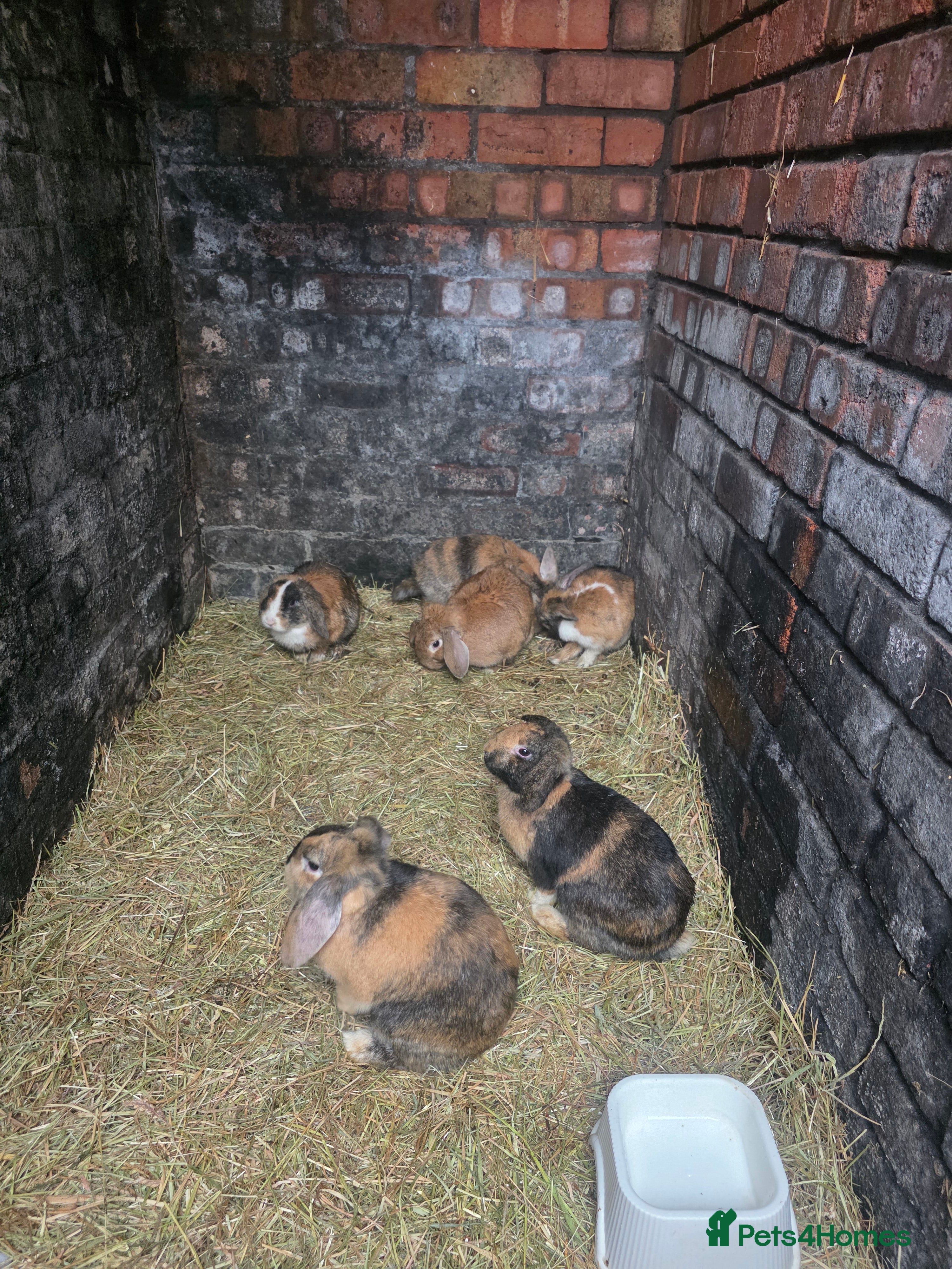 Mini Lop rabbits Mini lop  - Advert 18