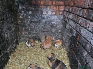 Mini Lop rabbits Mini lop - Advert 18