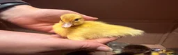 Ducks poultry for sale: Muscovy ducklings  - Advert 4
