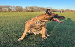 Belgian Shepherd Dog dogs for sale: Belgium Malinois Cross  - Image 2