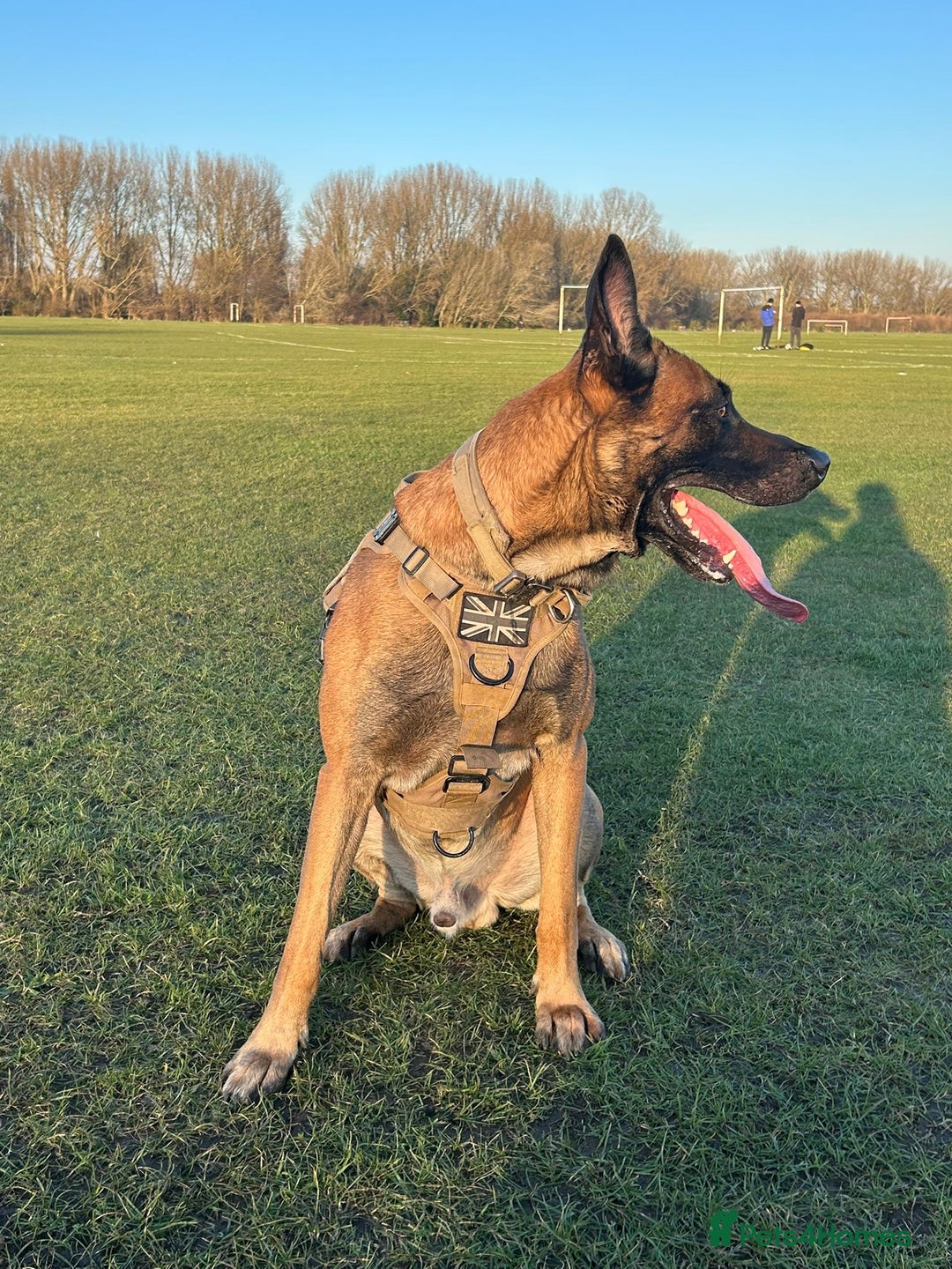 Belgian Shepherd Dog dogs for sale: Belgium Malinois Cross  - Image 2